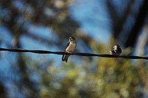 Swallow, Tree Martin, 2008-01215179 Coles Bay, Tasmania, AU